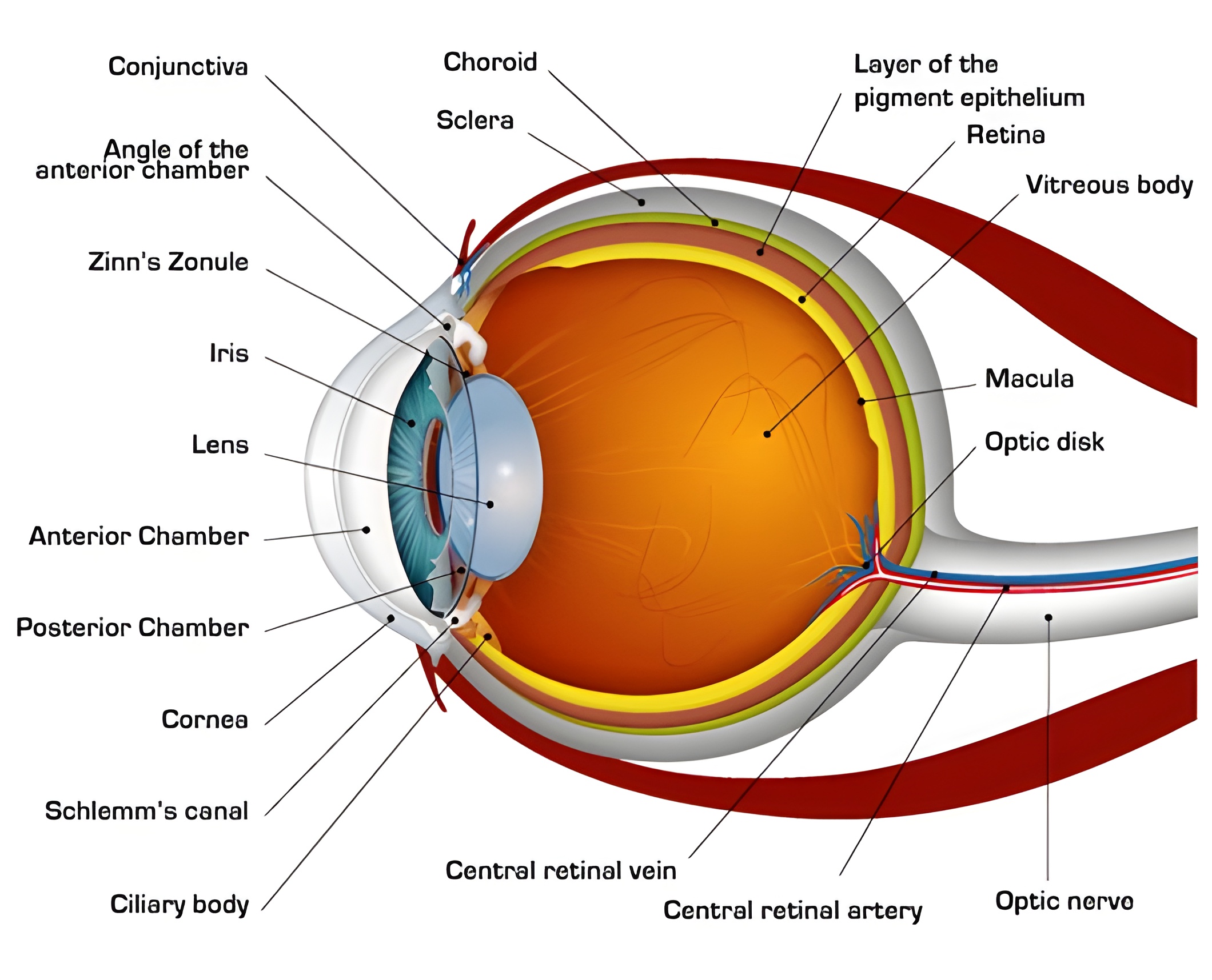 Struktura ludzkiego oka