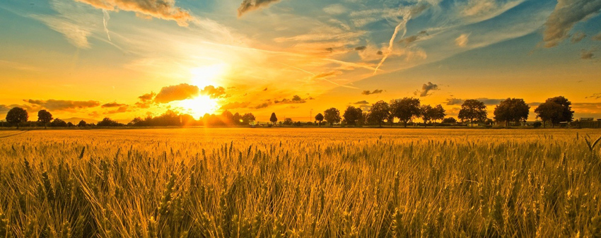 Wheat fields of Ukraine