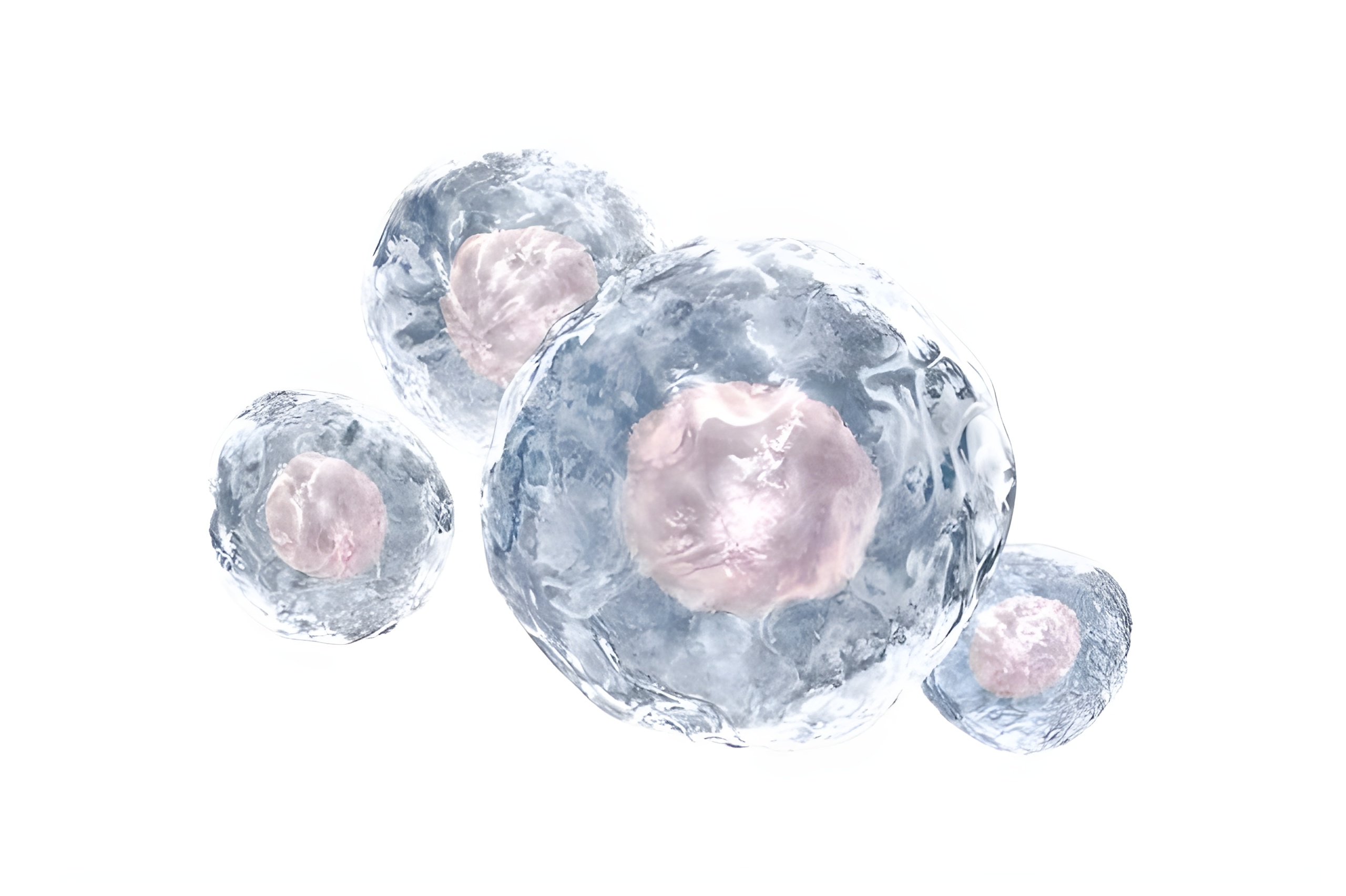 obraz komórek macierzystych